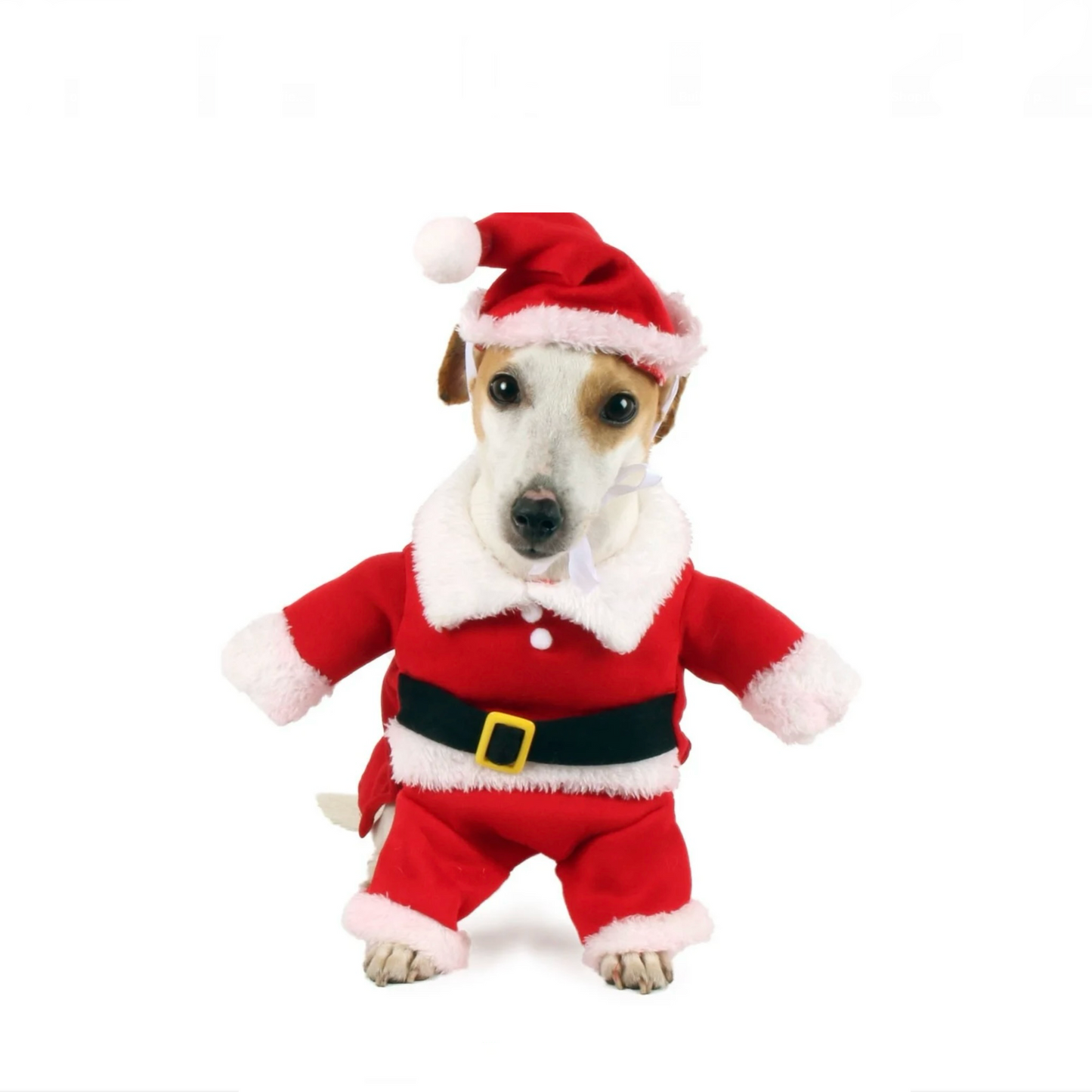 Costume de noël pour chien